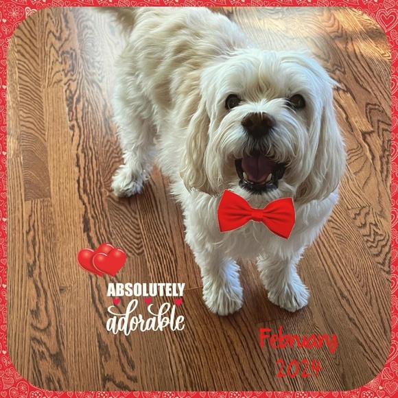 In Loving Memory of my sweet Boy…  💙Charlie - Picture 11 of 16